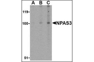 Western blot analysis of NPAS3 in rat brain tissue lysate with this product at (A) 0.