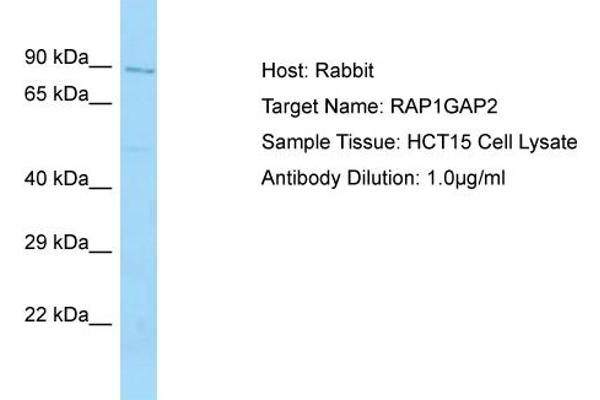 RAP1GAP2 antibody  (N-Term)