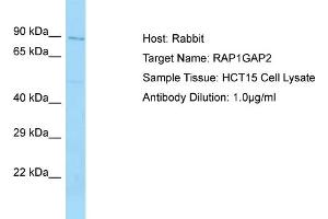 Host: Rabbit Target Name: RAP1GAP2 Sample Tissue: Human HCT15 Whole Cell Antibody Dilution: 1ug/ml (RAP1GAP2 antibody  (N-Term))