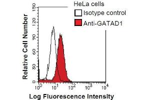 HeLa cells were fixed in 2% paraformaldehyde/PBS and then permeabilized in 90% methanol. (GATAD1 antibody)