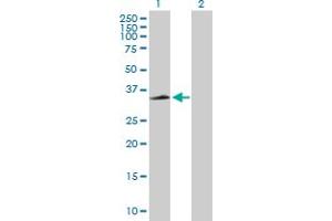 Western Blot analysis of CXCR2 expression in transfected 293T cell line by CXCR2 MaxPab polyclonal antibody. (CXCR2 antibody  (AA 1-360))