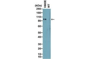 Western blot analysis of cell lysates prepared from cell lines expressing endogenous mutant (V600E) BRAF or wild type (WT) protein with recombinant BRAF V600E antibody. (Recombinant BRAF antibody  (Val600Glu-Mutant))