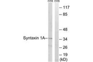 Western blot analysis of extracts from COS7 cells, using Syntaxin 1A (Ab-14) Antibody. (STX1A antibody  (AA 1-50))