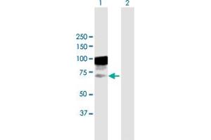 Western Blot analysis of TIAM2 expression in transfected 293T cell line by TIAM2 MaxPab polyclonal antibody. (TIAM2 antibody  (AA 1-626))