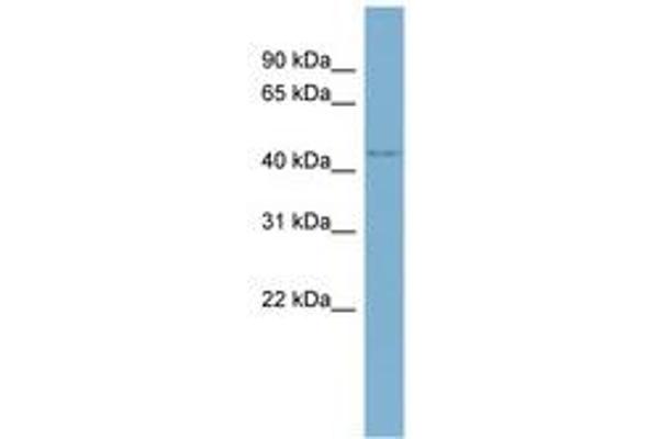 WDR8 antibody  (AA 287-336)