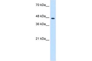 Western Blotting (WB) image for anti-Zinc Finger Protein 213 (ZNF213) antibody (ABIN2461194) (ZNF213 antibody)