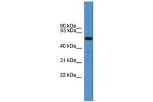 Image no. 1 for anti-Relaxin 3 Receptor 1 (RXFP3) (AA 51-100) antibody (ABIN6746607) (Relaxin 3 Receptor 1 antibody  (AA 51-100))