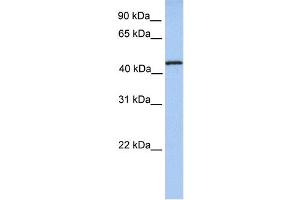 WB Suggested Anti-TRMT11 Antibody Titration:  0.