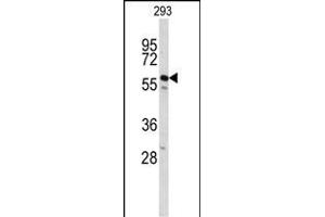 Western blot analysis of CDC14B Antibody (Center) (ABIN653024 and ABIN2842645) in 293 cell line lysates (35 μg/lane).