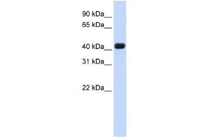 Western Blotting (WB) image for anti-RNA terminal Phosphate Cyclase Domain 1 (RTCD1) antibody (ABIN2458503) (RTCD1 antibody)