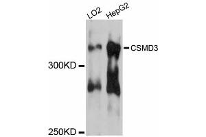 Western blot analysis of extracts of various cell lines, using CSMD3 antibody. (CSMD3 antibody)
