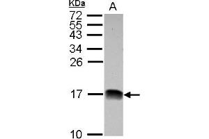 Western Blotting (WB) image for anti-NADH Dehydrogenase (Ubiquinone) 1 beta Subcomplex, 4, 15kDa (NDUFB4) (AA 1-129) antibody (ABIN1501991)