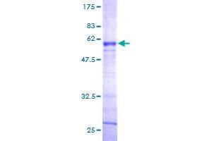 Asialoglycoprotein Receptor 2 Protein (ASGR2) (AA 1-287) (GST tag)