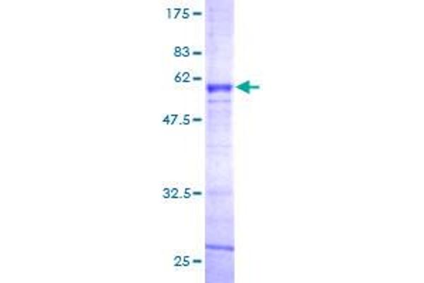 Asialoglycoprotein Receptor 2 Protein (ASGR2) (AA 1-287) (GST tag)