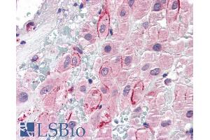 ABIN185425 (5µg/ml) staining of paraffin embedded Human Placenta. (Osteopontin antibody  (C-Term))
