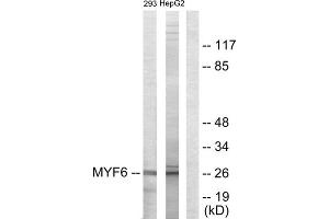 Western blot analysis of extracts from 293 cells and HepG2 cells, using MYF6 antibody. (MYF6 antibody  (Internal Region))
