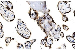 IHC analysis of MAFF using anti-MAFF antibody (ABIN7599317). (MafF antibody  (AA 1-37))