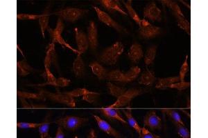 Immunofluorescence analysis of C6 cells using WNT10B Polyclonal Antibody at dilution of 1:100.