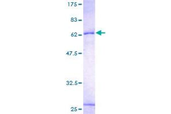 INHBE Protein (AA 21-350) (GST tag)