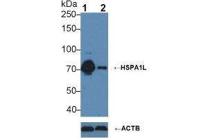 Western blot analysis of (1) Wild-type HeLa cell lysate, and (2) HSPA1L knockout HeLa cell lysate, using Mouse Anti-Human HSPA1L Antibody (3 µg/ml) and HRP-conjugated Goat Anti-Mouse antibody ( (HSPA1L antibody  (AA 1-641))