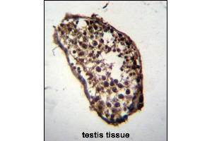 MLF1 Antibody (C-term) (ABIN652233 and ABIN2840968) immunohistochemistry analysis in formalin fixed and paraffin embedded human testis tissue followed by peroxidase conjugation of the secondary antibody and DAB staining.