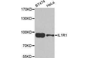 Western blot analysis of extracts of various cell lines, using IL1R1 antibody (ABIN5974995) at 1/1000 dilution. (IL1R1 antibody)