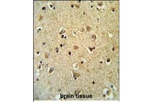 Formalin-fixed and paraffin-embedded human brain tissue reacted with ID Antibody (N-term), which was peroxidase-conjugated to the secondary antibody, followed by DAB staining. (PPID antibody  (N-Term))