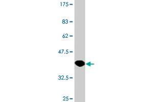 Western Blot detection against Immunogen (37. (HPD antibody  (AA 160-269))