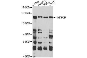 Western blot analysis of extracts of various cell lines, using HMGCR antibody (ABIN6293217) at 1:1000 dilution.