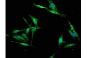 Immunofluorescence (IF) image for anti-RNA Binding Motif Protein 9 (RBM9) (AA 8-110) antibody (ABIN7168275)