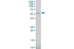 SLC2A9 antibody  (AA 224-287)