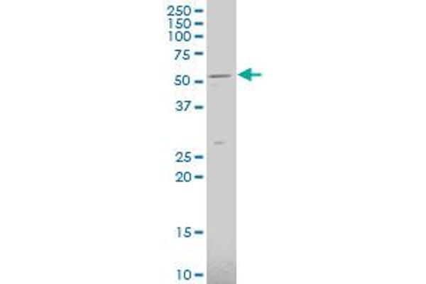 SLC2A9 antibody  (AA 224-287)