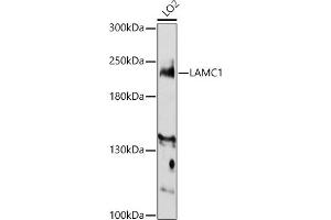 Western blot analysis of extracts of LO2 cells, using L antibody (ABIN7268186) at 1:3000 dilution. (Laminin gamma 1 antibody  (AA 1300-1609))