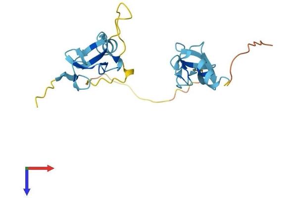 CSRP3 Protein (AA 1-194) (His tag)