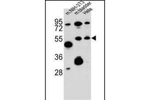 SMOC1 Antibody (C-term) (ABIN657596 and ABIN2846595) western blot analysis in mouse NIH-3T3 cell line and mouse bladder tissue and Hela cell line lysates (35 μg/lane). (SMOC1 antibody  (C-Term))