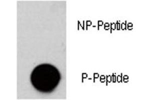 Dot Blot (DB) image for anti-V-Akt Murine Thymoma Viral Oncogene Homolog 3 (Protein Kinase B, Gamma) (AKT3) (pSer472) antibody (ABIN3029480)
