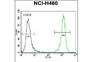 Flow cytometric analysis of NCI-H460 cells (right histogram) compared to a negative control cell (left histogram). (DGKQ antibody  (C-Term))