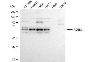 Western blotting analysis using ACBD3 antibody (ABIN7797494).
