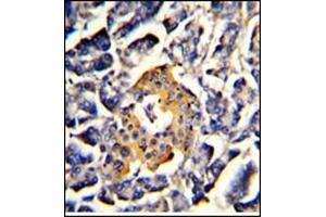 AP17766PU-N SRP72 antibody staining of Formalin-Fixed, Paraffin-Embedded Human pancreas using peroxidase-conjugated to the secondary antibody, followed by DAB staining.