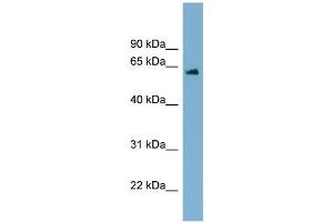 WB Suggested Anti-C12orf4  Antibody Titration: 0. (C12orf4 antibody  (Middle Region))