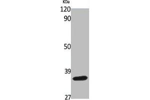 Western Blot analysis of various cells using BNIP-2 Polyclonal Antibody (BNIP2 antibody  (Internal Region))