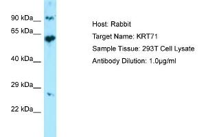 Western Blotting (WB) image for anti-Keratin 71 (KRT71) (Middle Region) antibody (ABIN2774427) (Keratin 71 antibody  (Middle Region))