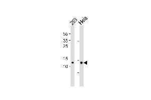 Western blot analysis of lysates from 293,Hela cell line (from left to right),using MRPL14 Antibody (ABIN6241786).