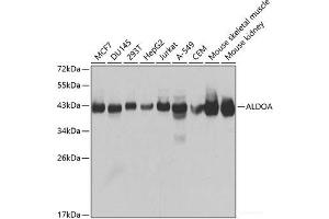 Western blot analysis of extracts of various cell lines using ALDOA Polyclonal Antibody at dilution of 1:1000. (ALDOA antibody)