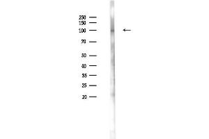Western blot analysis of lysates from Mouse lung, using Phospho-Integrin beta3 (Tyr773) Antibody at 1/1000 dilution.