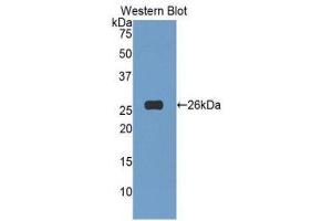 Western Blotting (WB) image for anti-Tumor Necrosis Factor (Ligand) Superfamily, Member 14 (TNFSF14) (AA 62-240) antibody (ABIN1173713) (TNFSF14 antibody  (AA 62-240))
