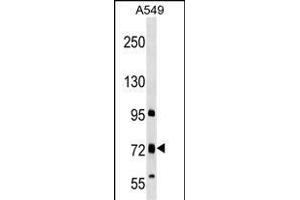 TMC4 Antibody (N-term) (ABIN1539539 and ABIN2849384) western blot analysis in A549 cell line lysates (35 μg/lane). (Tmc4 antibody  (N-Term))