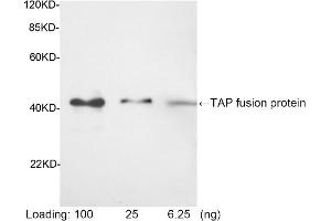 Western blot analysis of tissue lysates using 1 µg/mL Rabbit Anti-TAP-tag [HRP] Polyclonal Antibody (ABIN398917) Predicted Size: 42 KD Observed Size: 42 KD (TAP Tag antibody (HRP))
