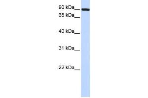 Western Blotting (WB) image for anti-Transferrin Receptor 2 (TFR2) antibody (ABIN2458931) (Transferrin Receptor 2 antibody)