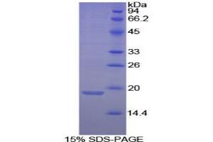 SDS-PAGE analysis of Dog Annexin A4 Protein. (Annexin IV Protein)